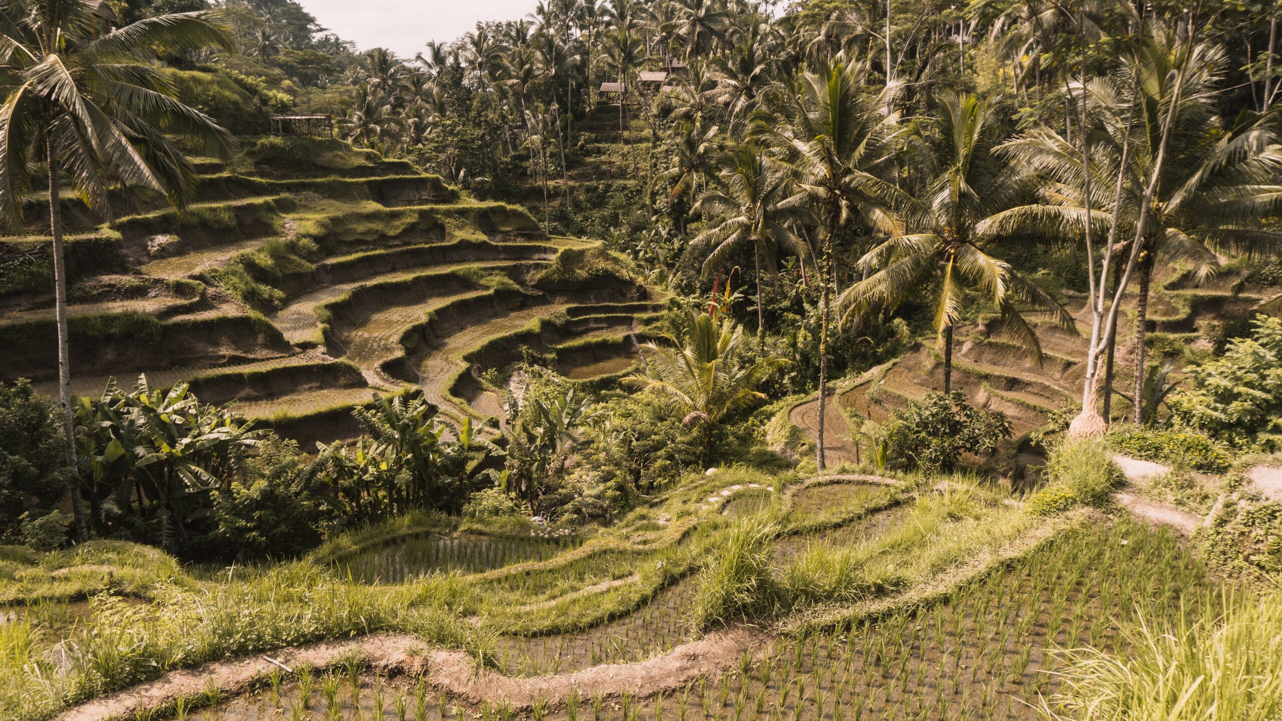 luna de miel Ubud