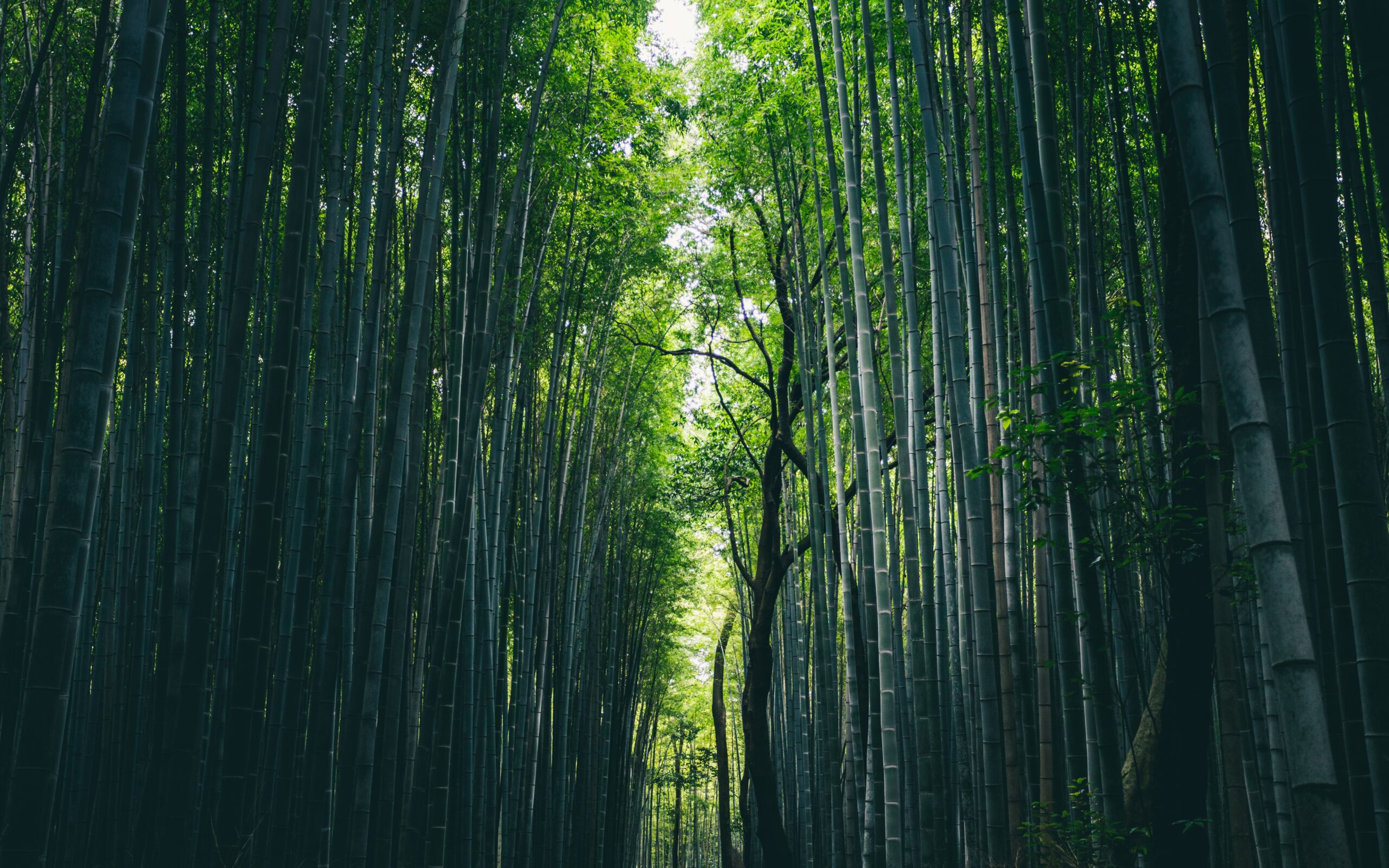 Luna de miel japón bosque de bambu