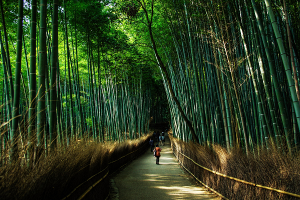 bambu forest kyoto