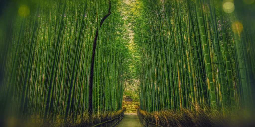 Bambu forest kioto