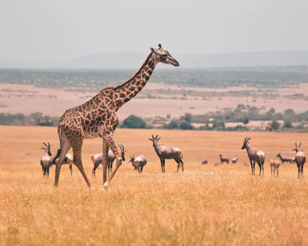Oferta viaje a Kenia Safari