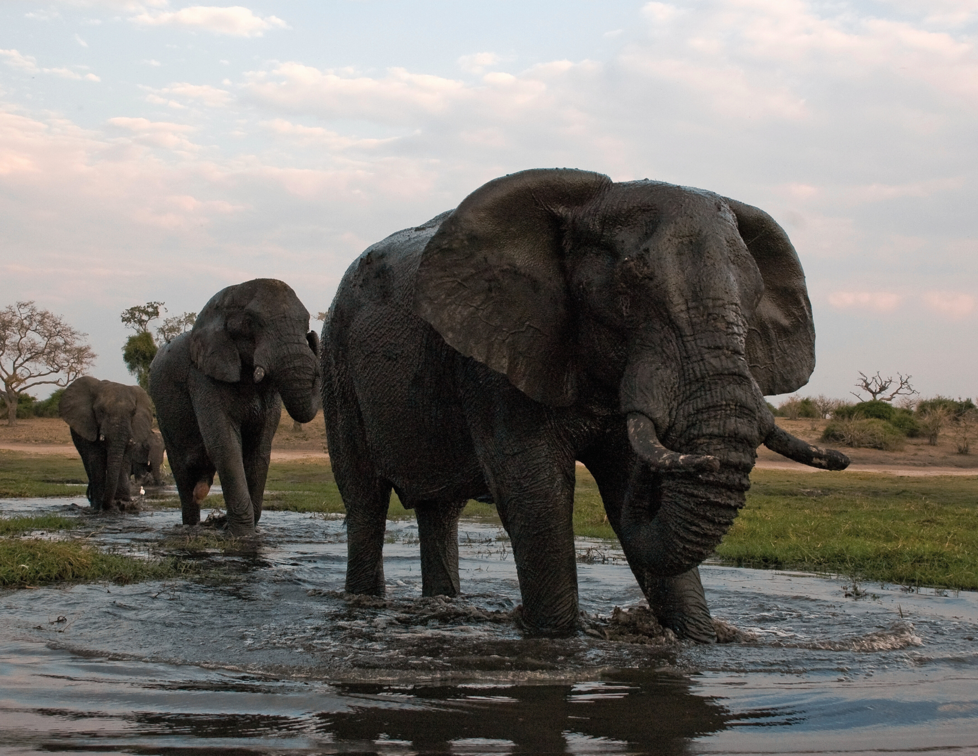 Parque-Nacional-de-Chobe