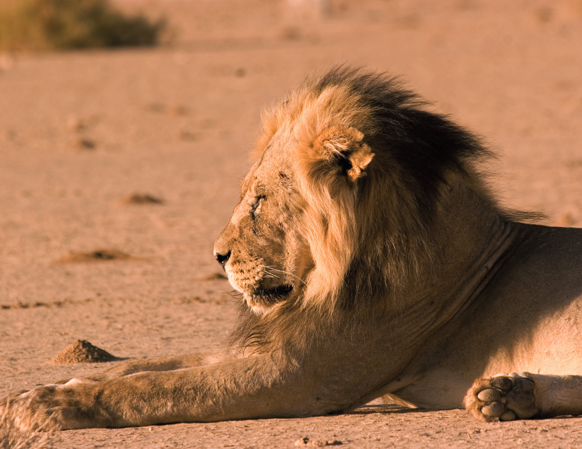 Reserva-del-Kalahari-_2_